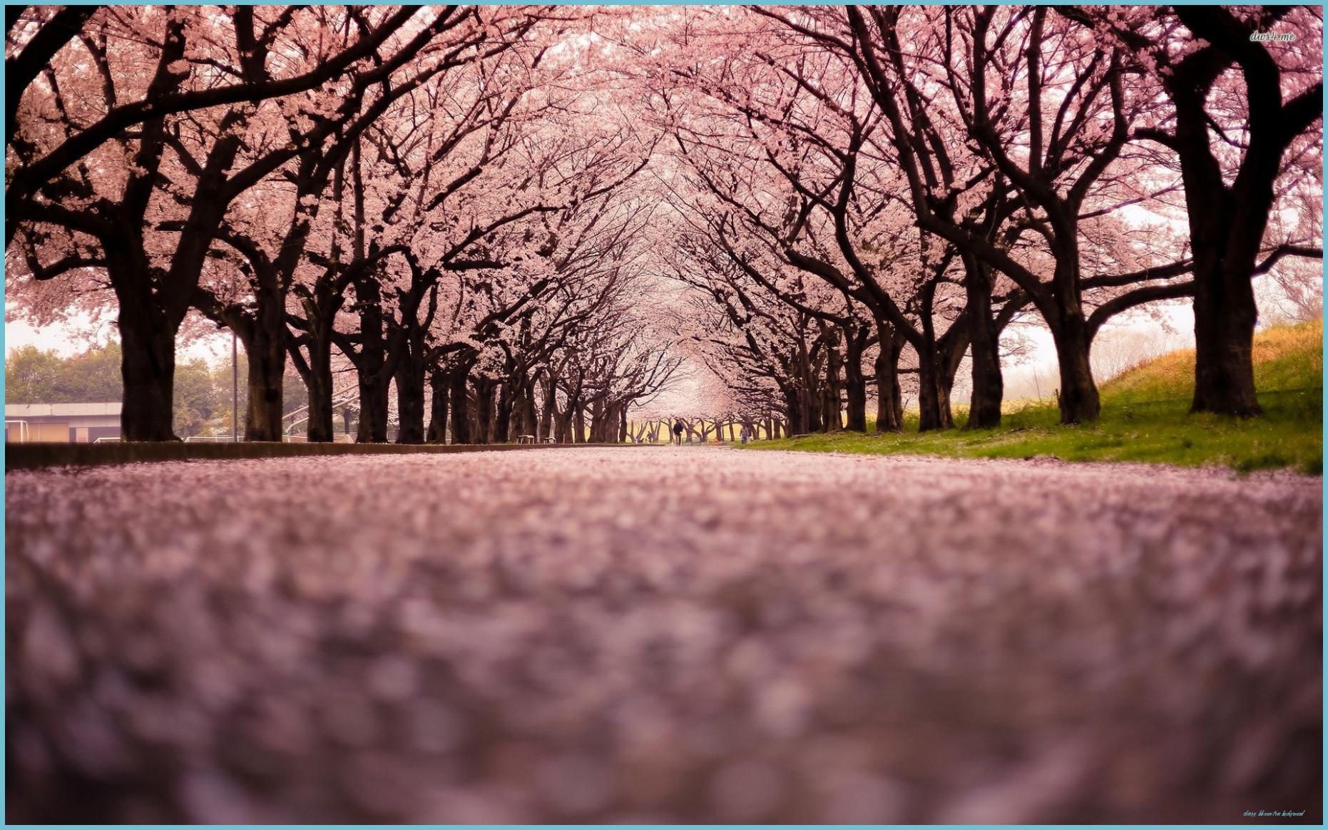 1862x1164 Row Of Cherry Trees Wallpaper Cherry Blossom Wallpaper, Cherry Blossom Tree Background