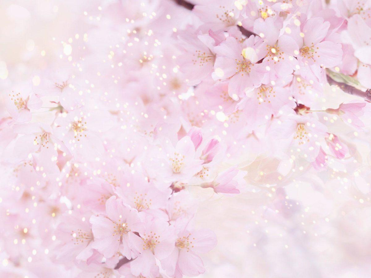 1200x900 Sakura Flower Wallpaper