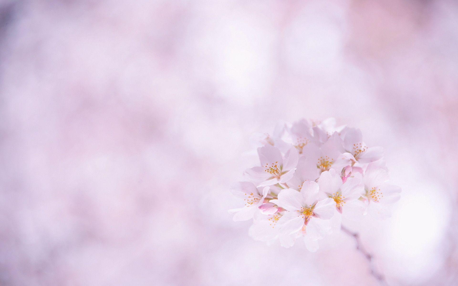 1920x1200 Sakura Flower Wallpaper Flower Background HD