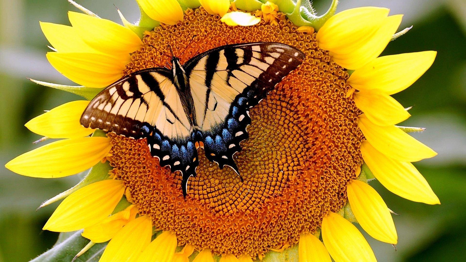 1920x1080 sunflower, Butterfly Wallpaper HD / Desktop and Mobile Background