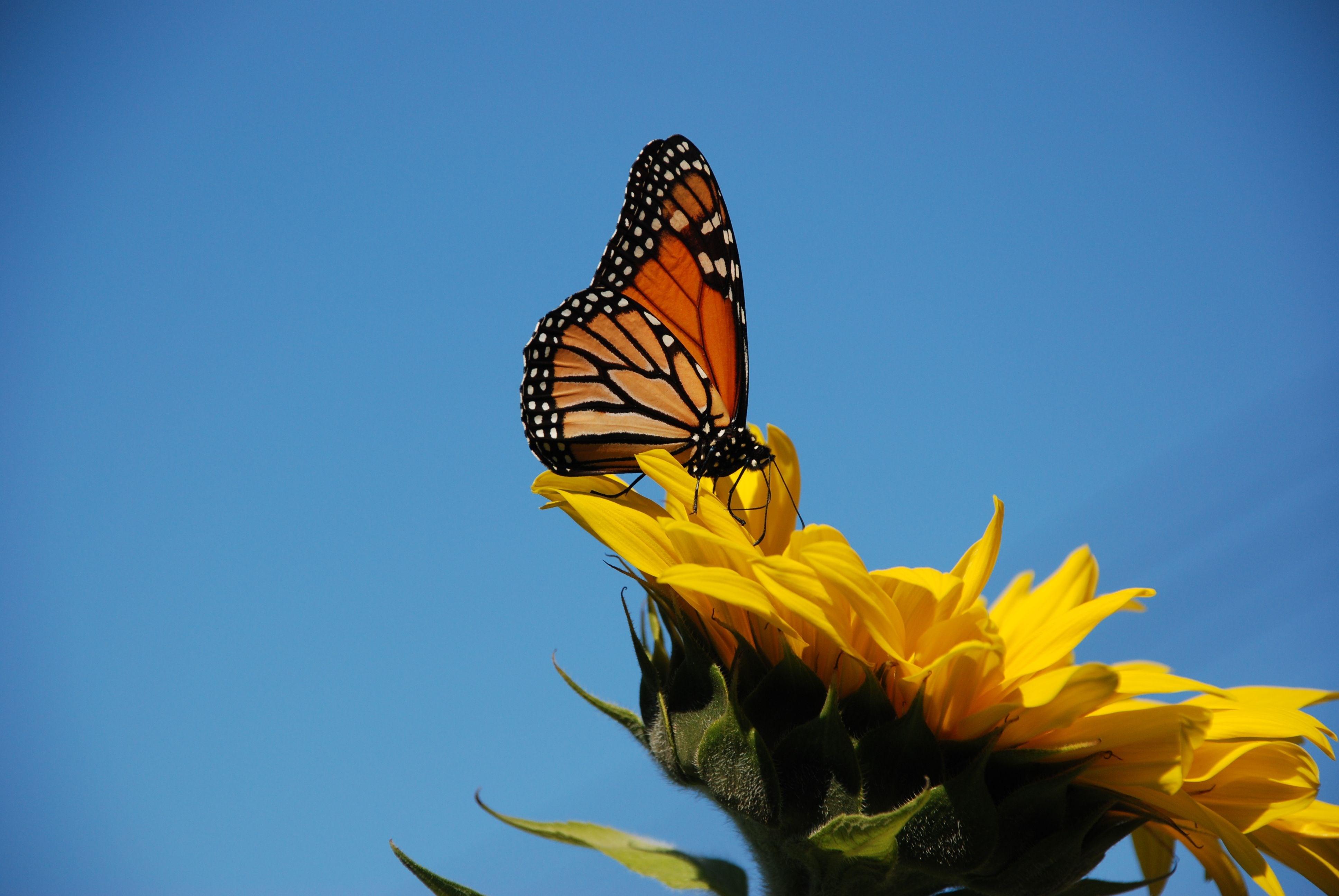 3872x2592 butterfly on sunflower wallpaper desktop free HD wallpaper, Background