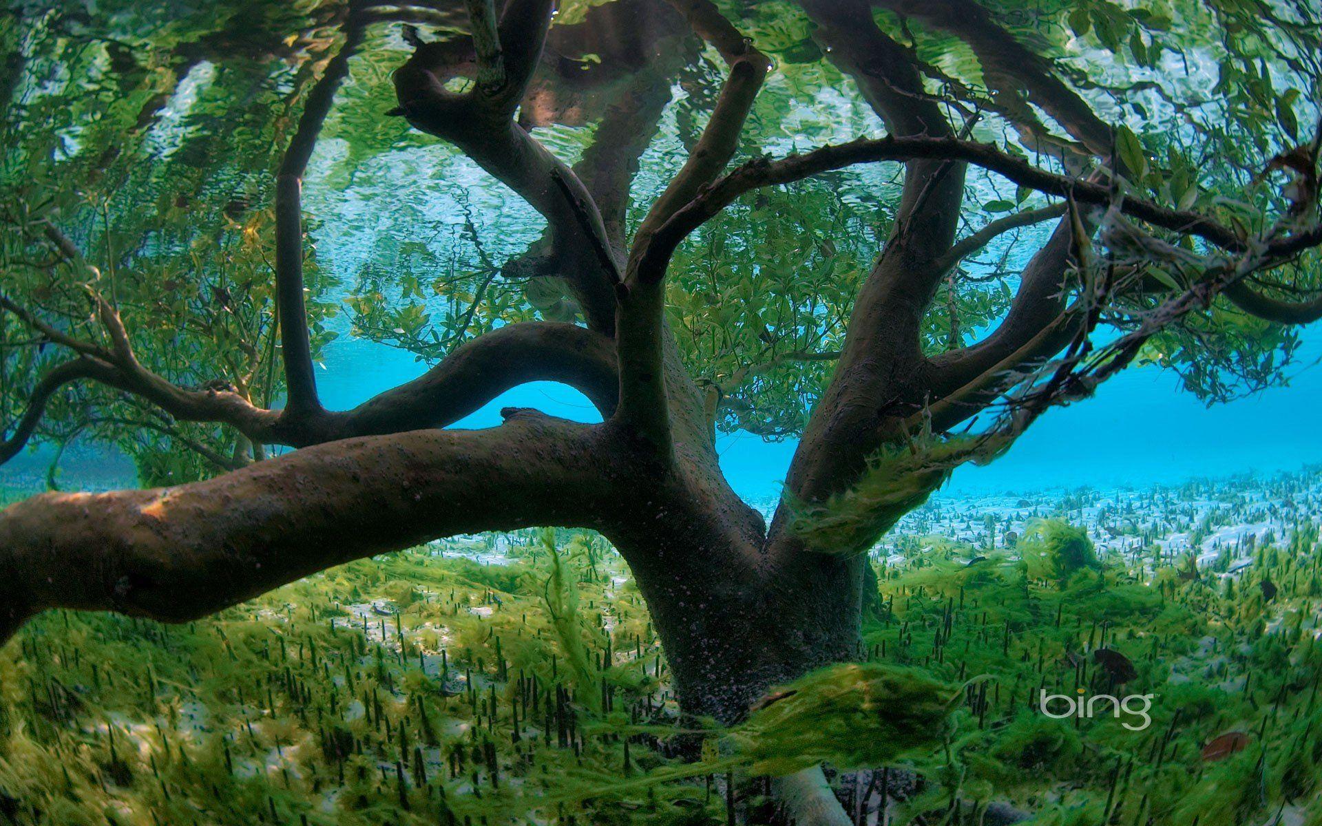 1920x1200 widescreen, underwater, plants, seychelles, bing, trees, desktop