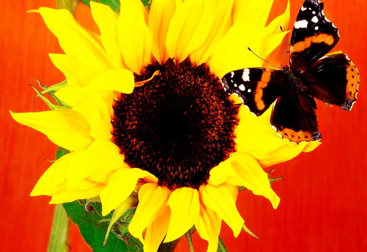Sunflower and Butterfly Wallpapers Top Free Sunflower and Butterfly
