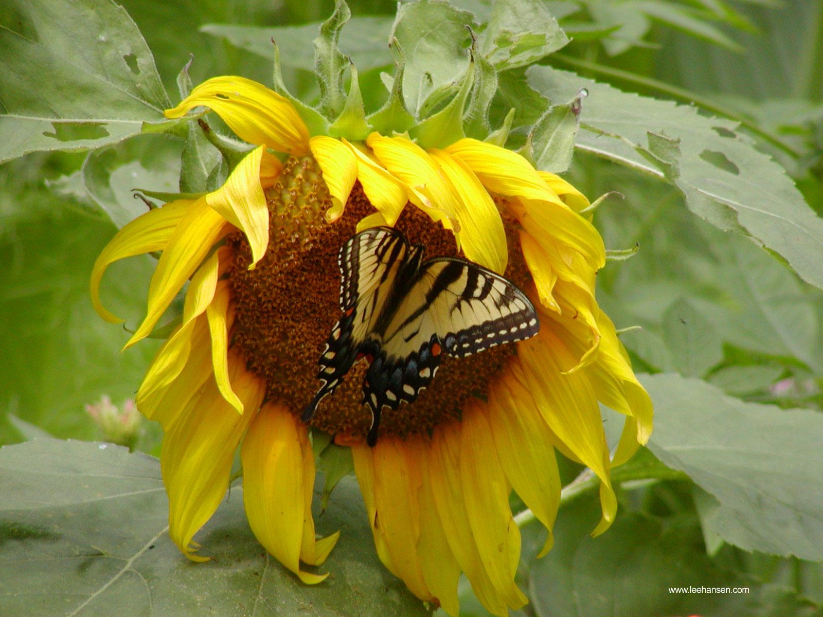 Sunflower and Butterfly Wallpapers Top Free Sunflower and Butterfly Backgrounds WallpaperAccess