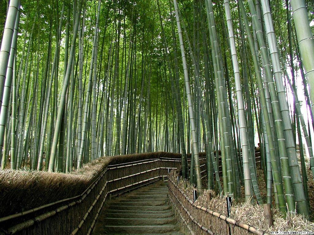 1024x768 Bamboo forest best desktop background