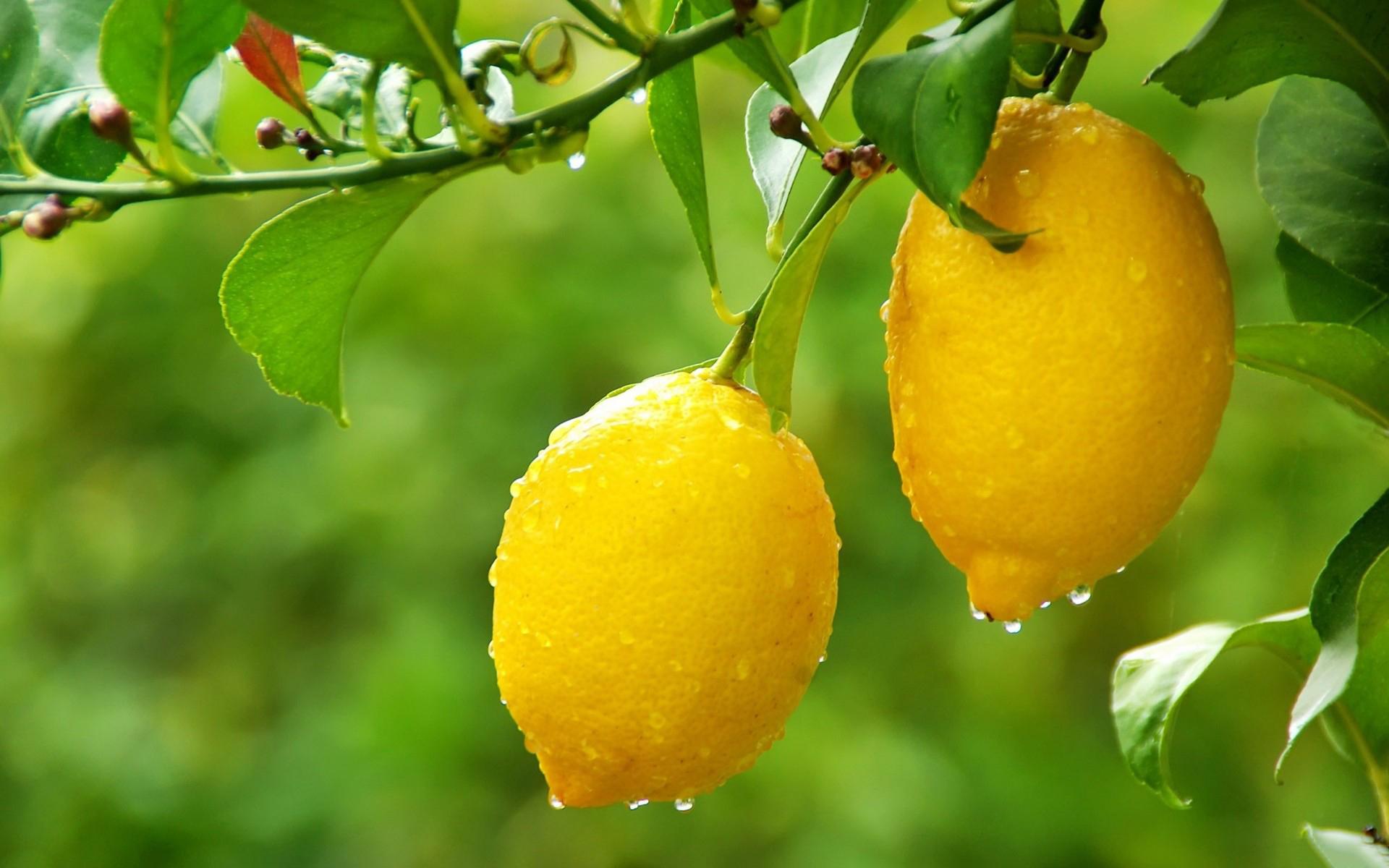 1920x1200 Fantastic Lemon Tree Wallpaper