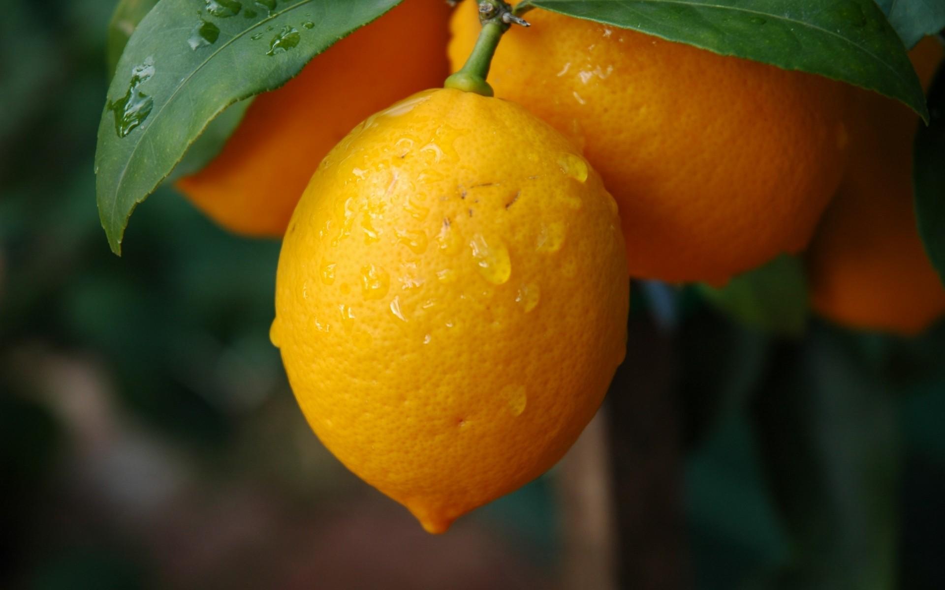 1920x1200 Lemon 4K wallpaper for your desktop or mobile screen free and easy to download