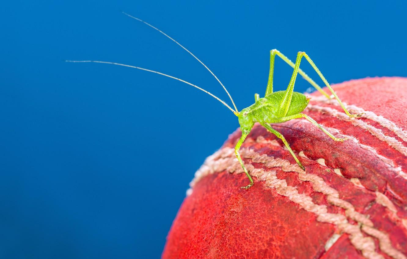 1332x850 Wallpaper red, cricket, cricket ball image for desktop, section макро