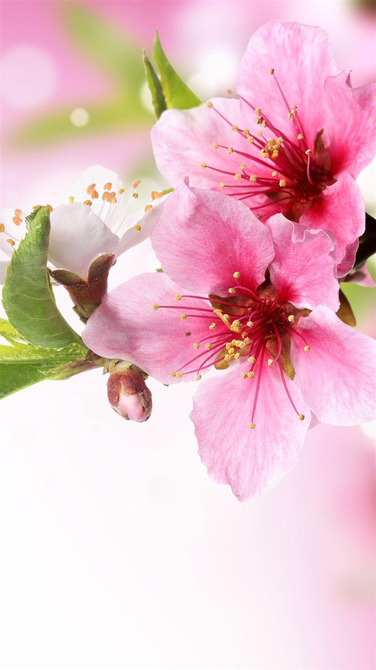 750x1334 Spring Plum Blossom Branch Macro iPhone 8 Wallpaper Free Download