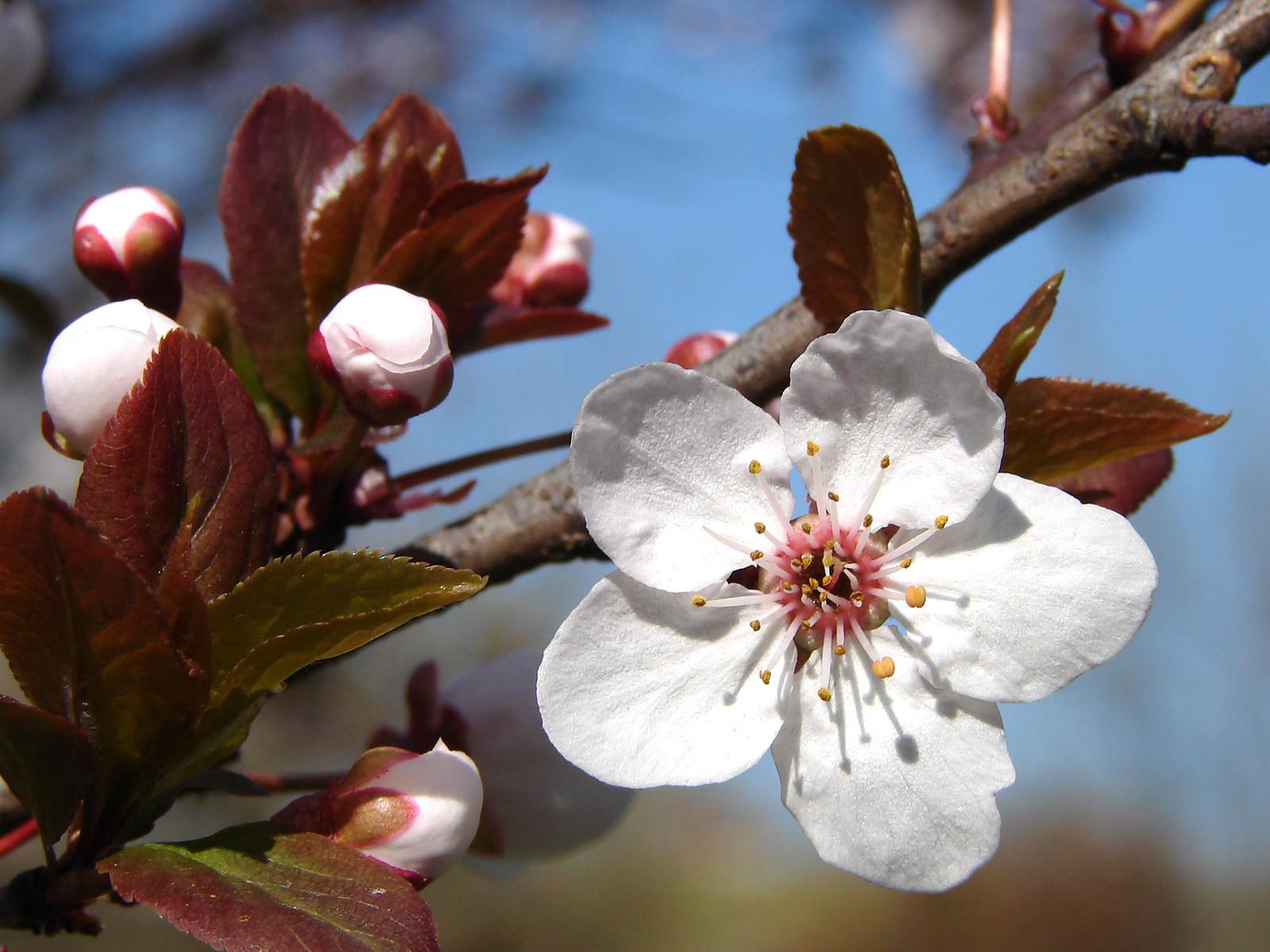 1600x1200 Plum Blossoms wallpaper. Plum Blossoms