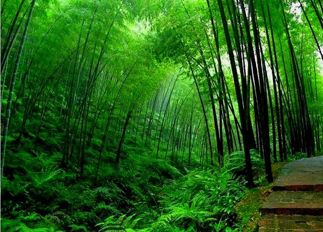 1280x921 Free download bamboo forest china bamboo HD desktop wallpaper widescreen high [1280x921] for your Desktop, Mobile & Tablet. Explore Bamboo Forest Wallpaper. Bamboo Wallpaper Wall Coverings, Bamboo Forest Japan