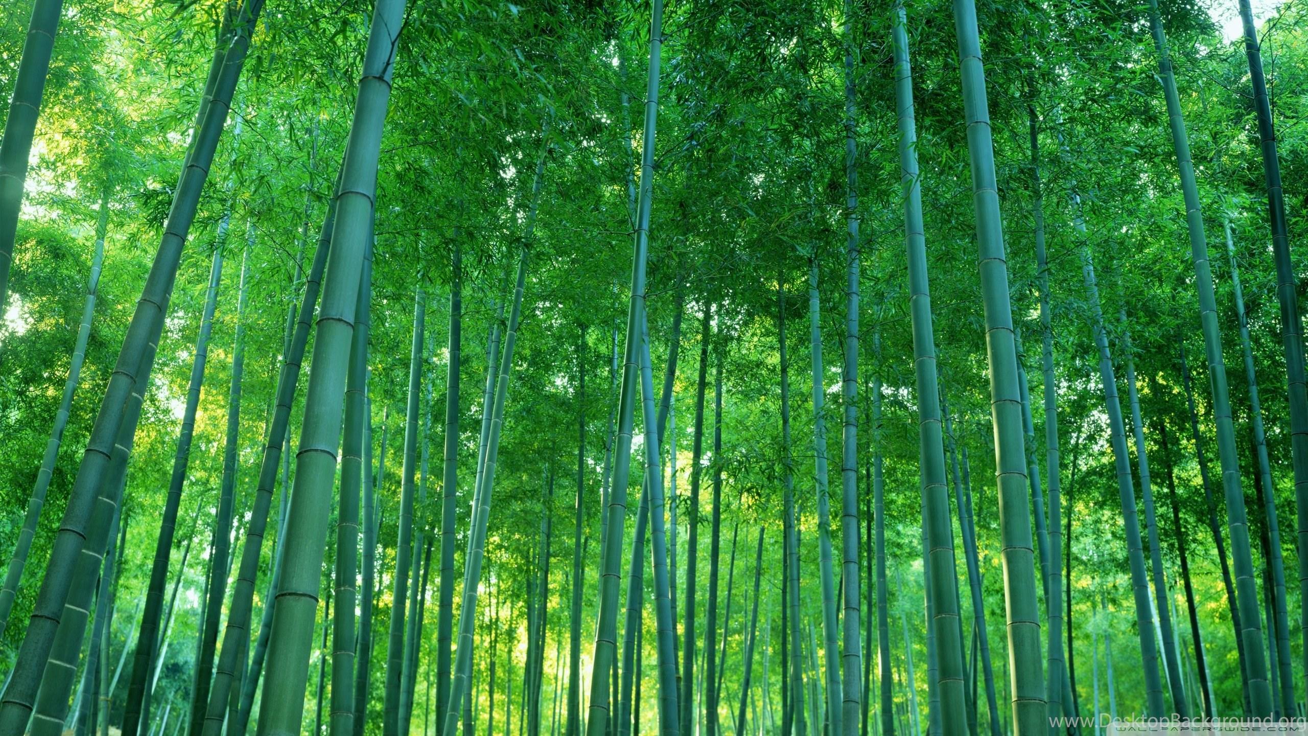 2560x1440 Bamboo Forest HD Desktop Wallpaper : High Definition : Fullscreen. Desktop Background