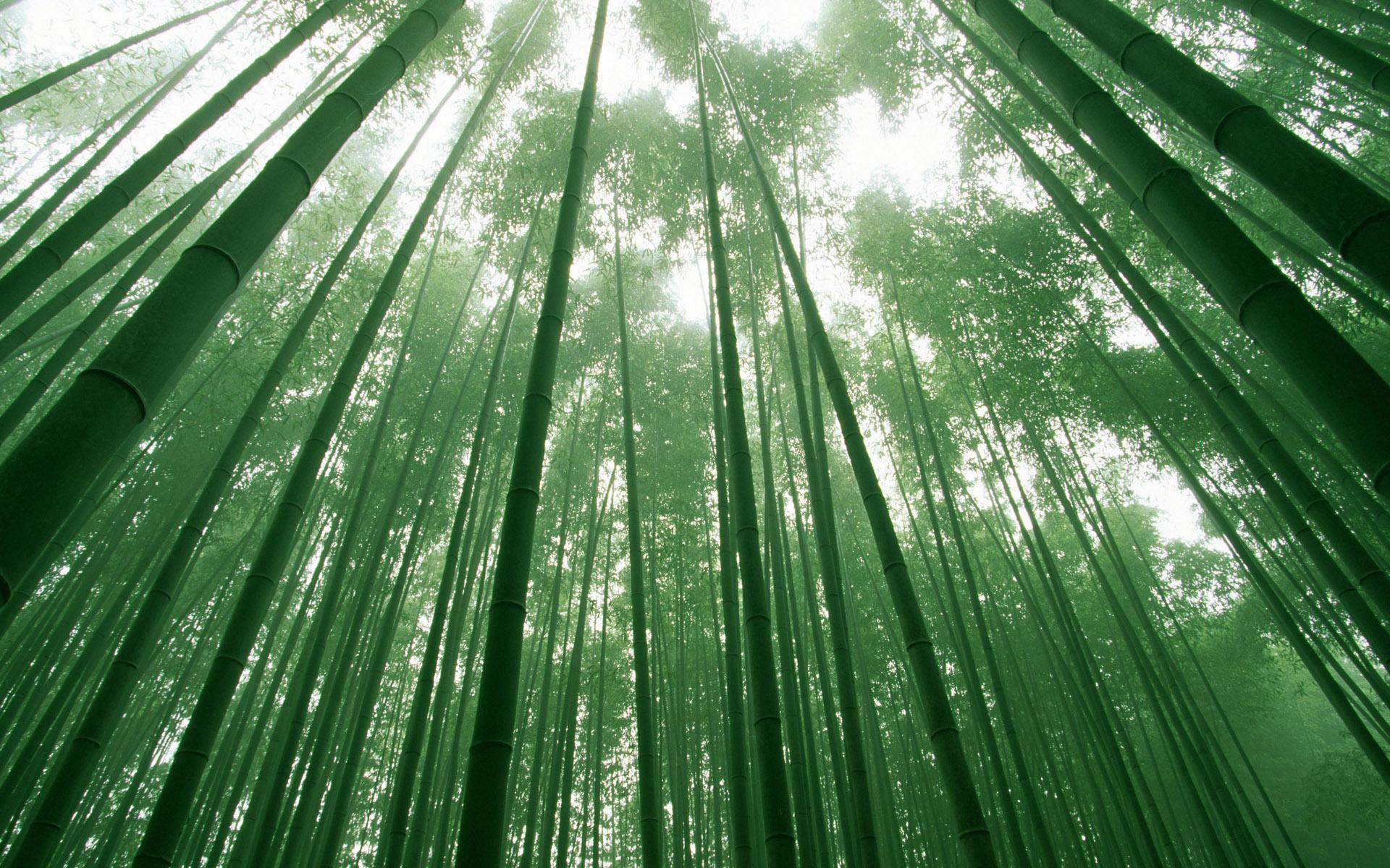 1920x1200 Lush Bamboo Forest Photography 1920x1200 NO.12 Desktop Wallpaper