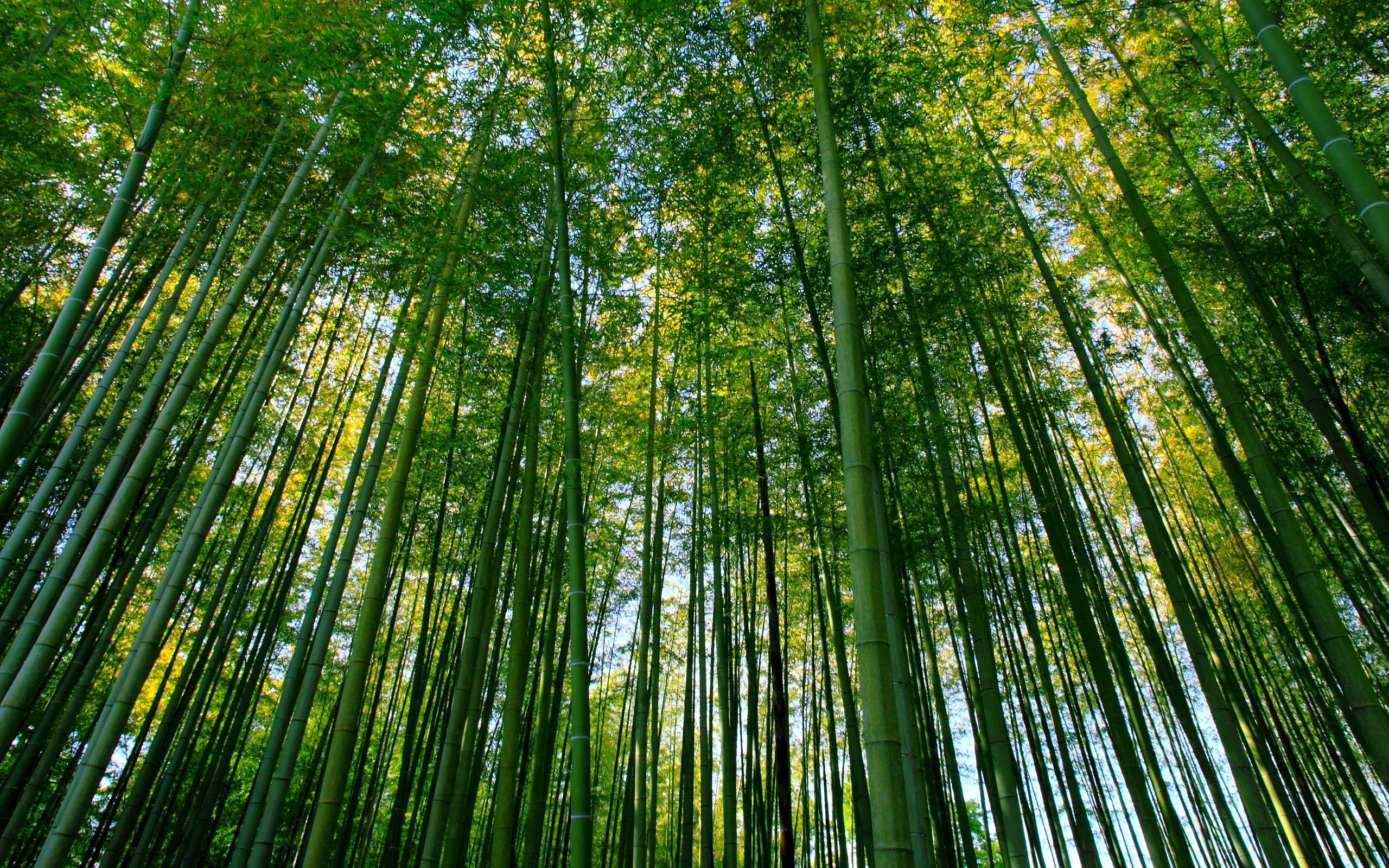 2560x1600 Bamboo forest