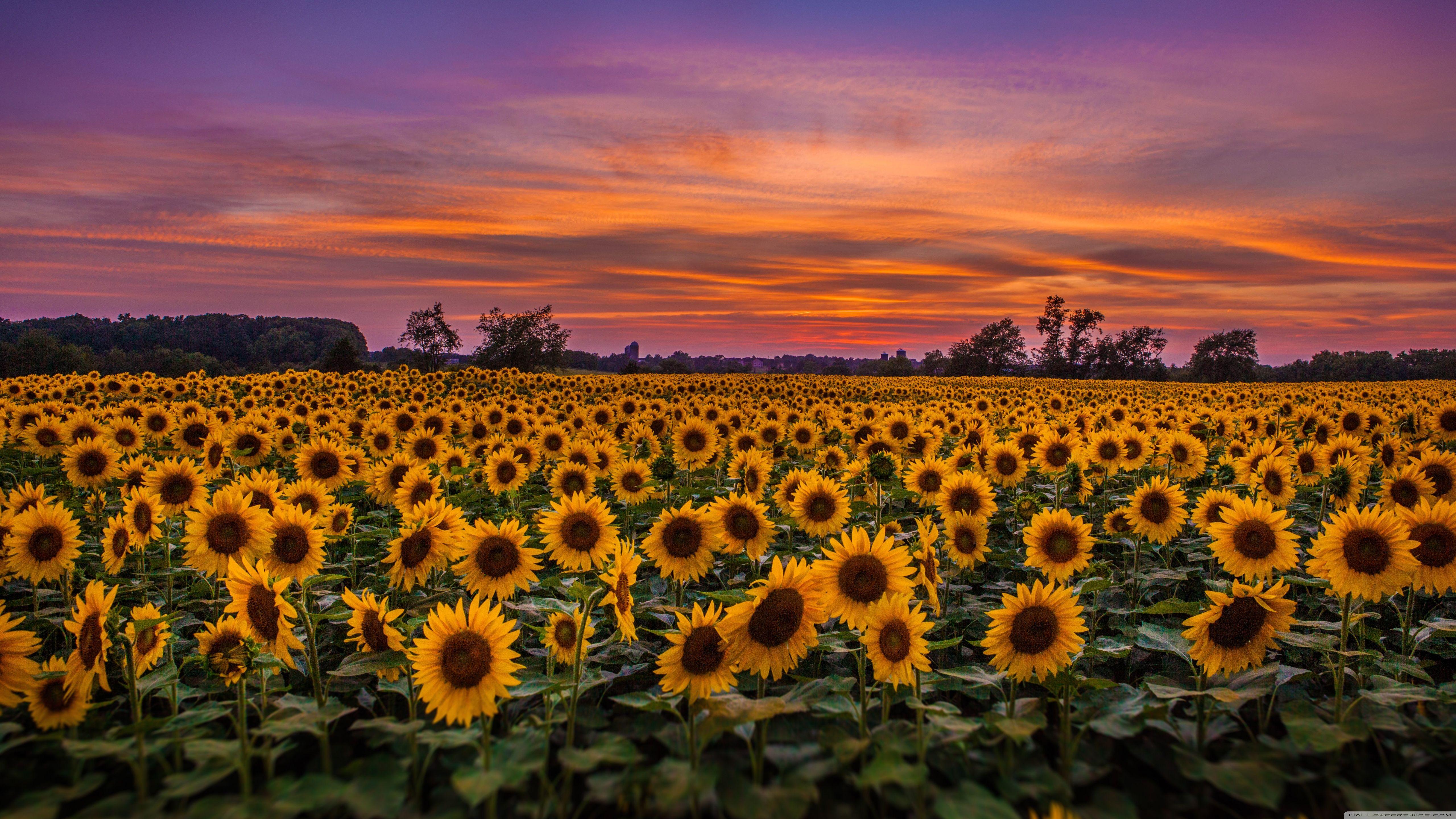 5120x2880 Sunflowers, Field ❤ 4k HD Desktop Wallpaper For 4k