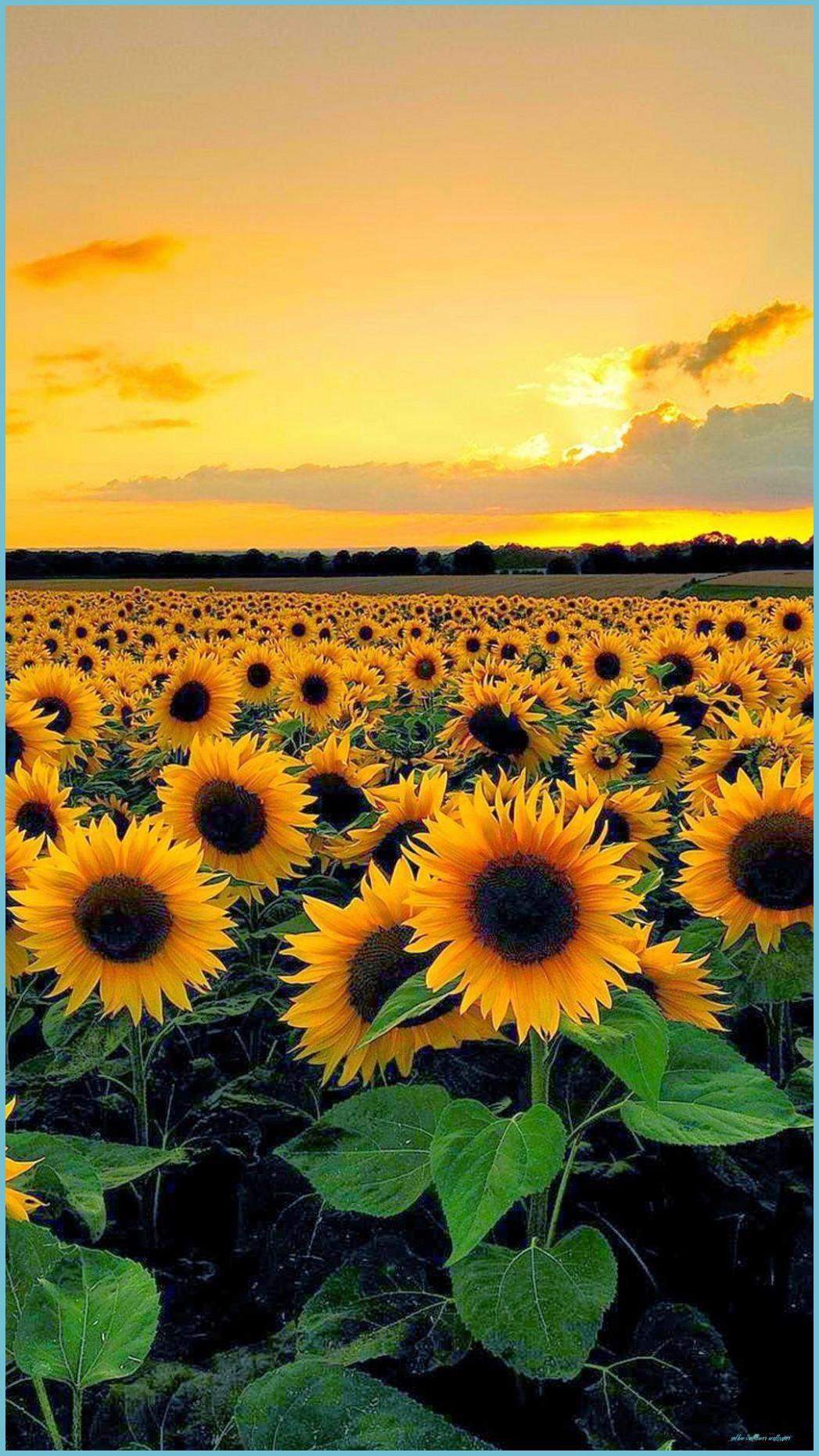 1047x1862 Sunflower IPhone Wallpaper Sunflower Wallpaper