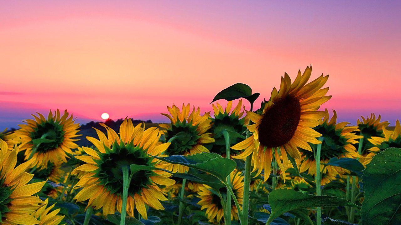 1280x720 Free download Sunflower Field Desktop Background Is Cool Wallpaper Seasons in [1280x720] for your Desktop, Mobile & Tablet. Explore Cool Desktop Background Picture. Cool Picture Wallpaper, Cool Background Picture