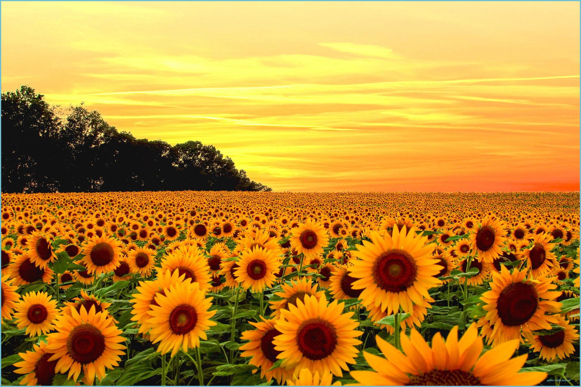1986x1324 Things You Should Know About Sunflower Desktop