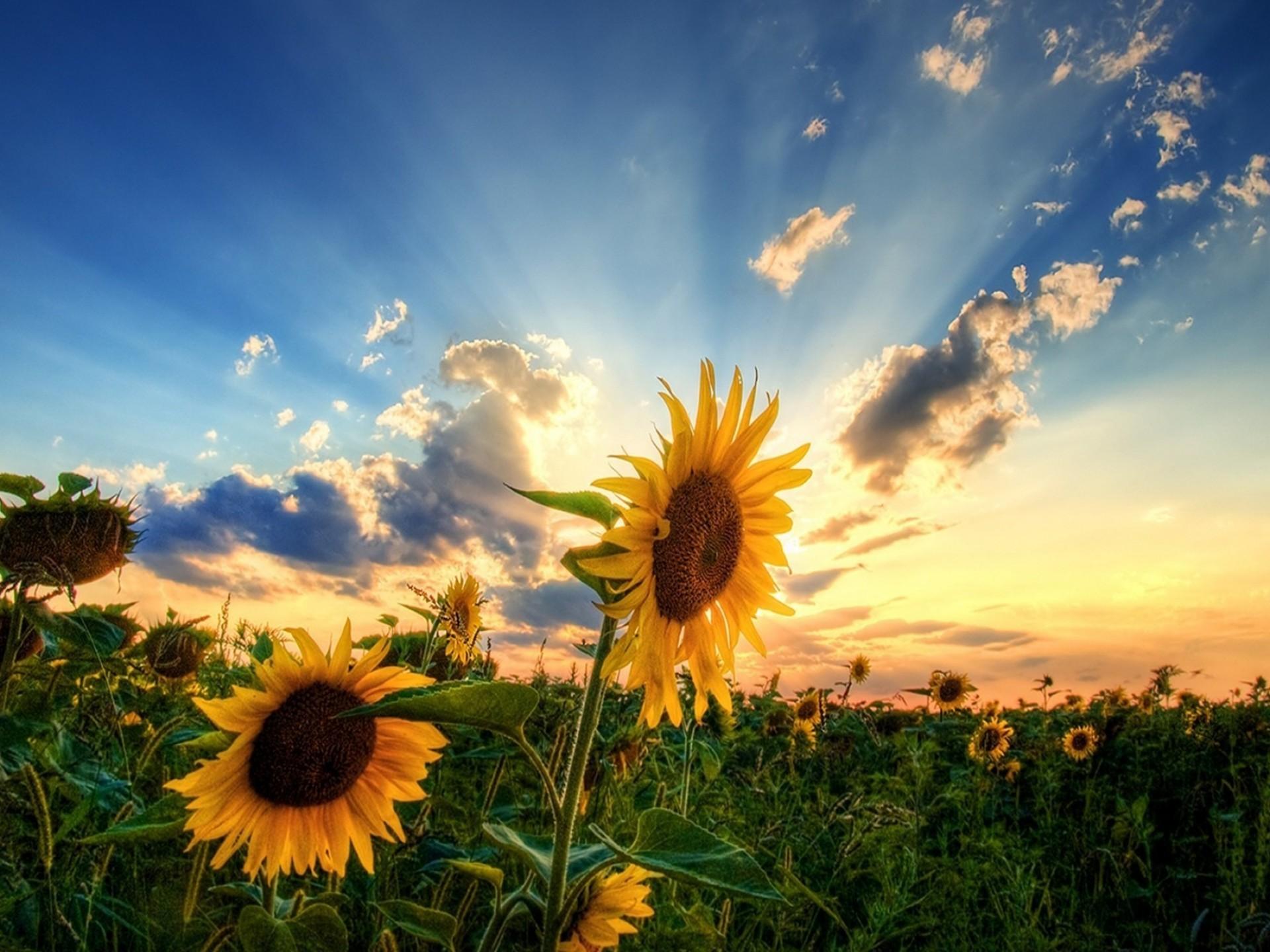 1920x1440 Awesome Sunflower Wallpaper 012 :