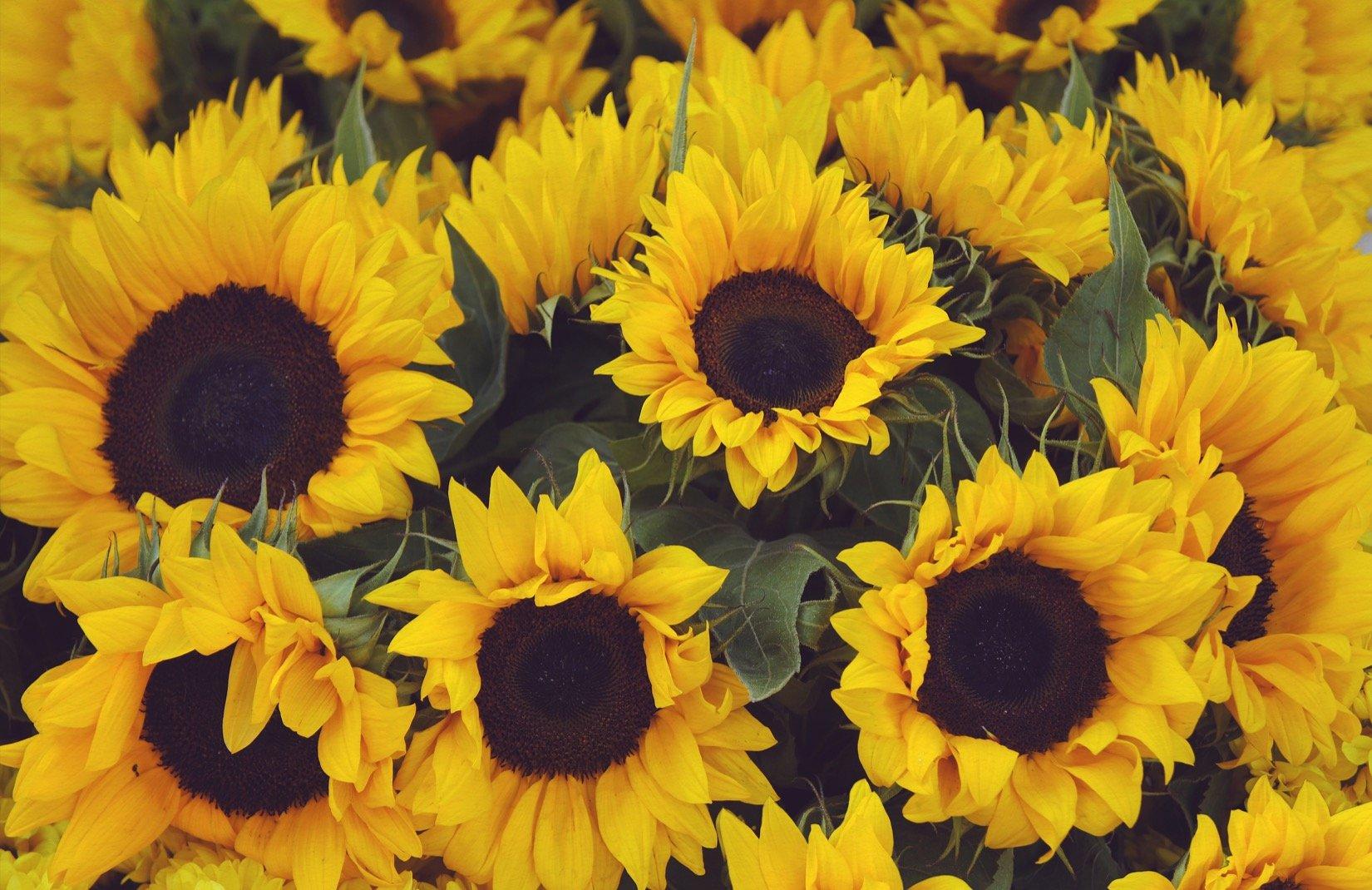 1650x1070 Download sunflower wallpaper HD Book Source for free download HD, 4K & high quality wallpaper