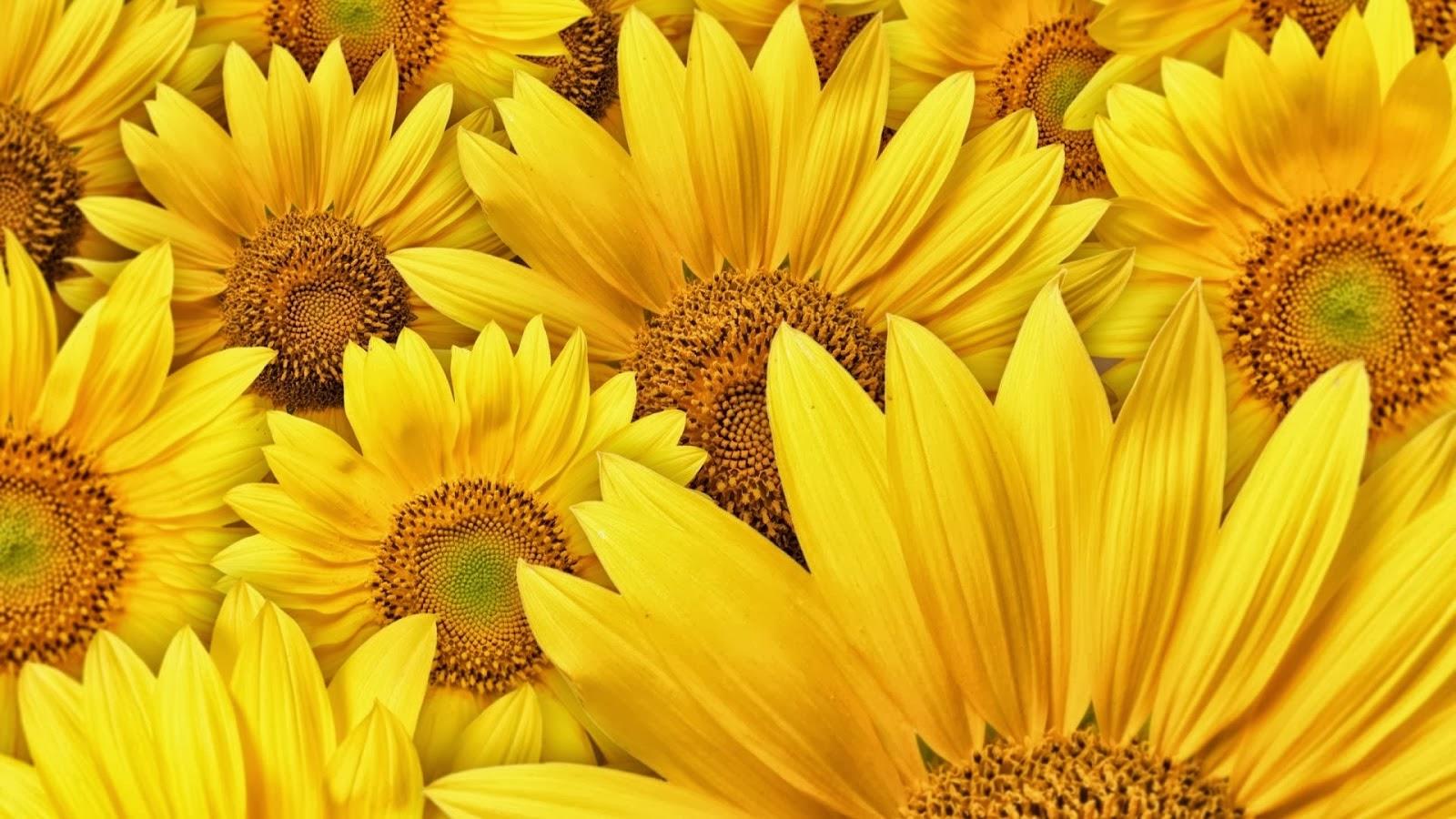 1600x900 All Hot Informations: Download Yellow Sunflower HD Wallpaper In 1080p