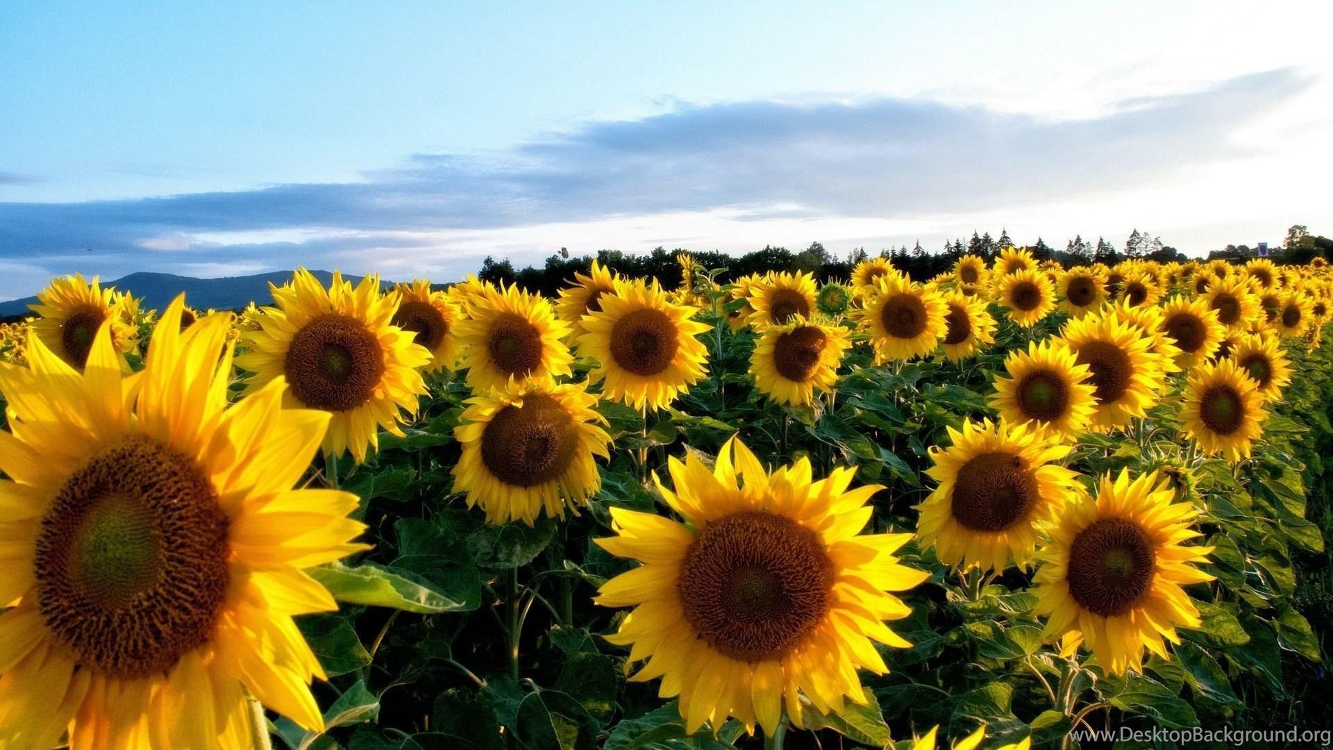 1920x1080 Sunflower Wallpaper HD Resolution Desktop Background