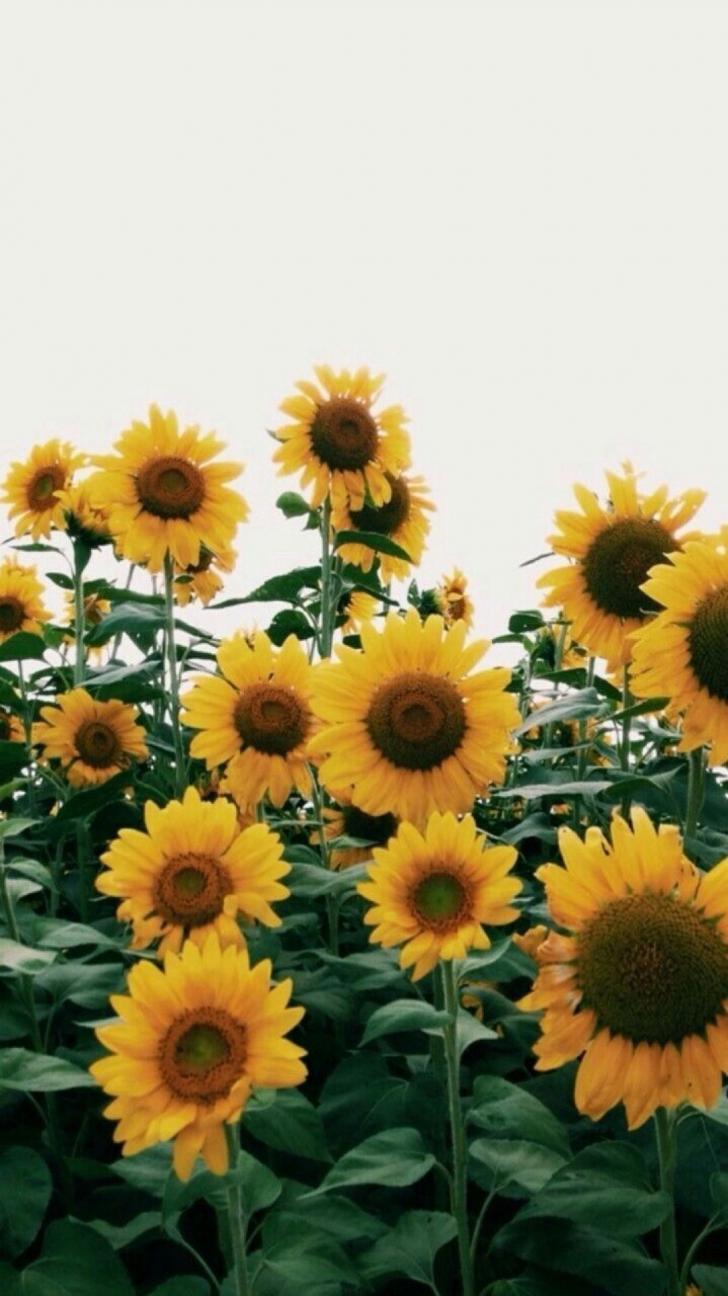 728x1296 Wallpaper HD: Yellow, Aesthetic, Sunflower, Wallpaper, Wallpaper