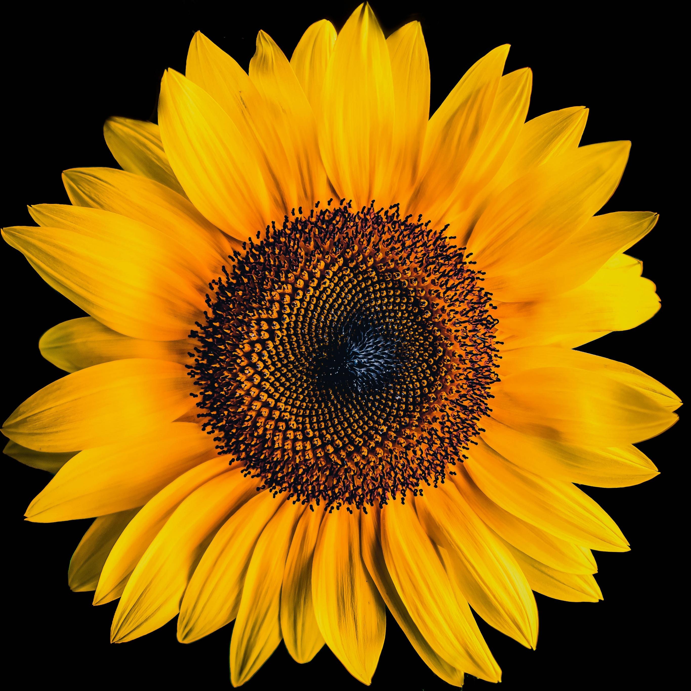 Black and Yellow Flower Wallpapers Top Free Black and Yellow Flower