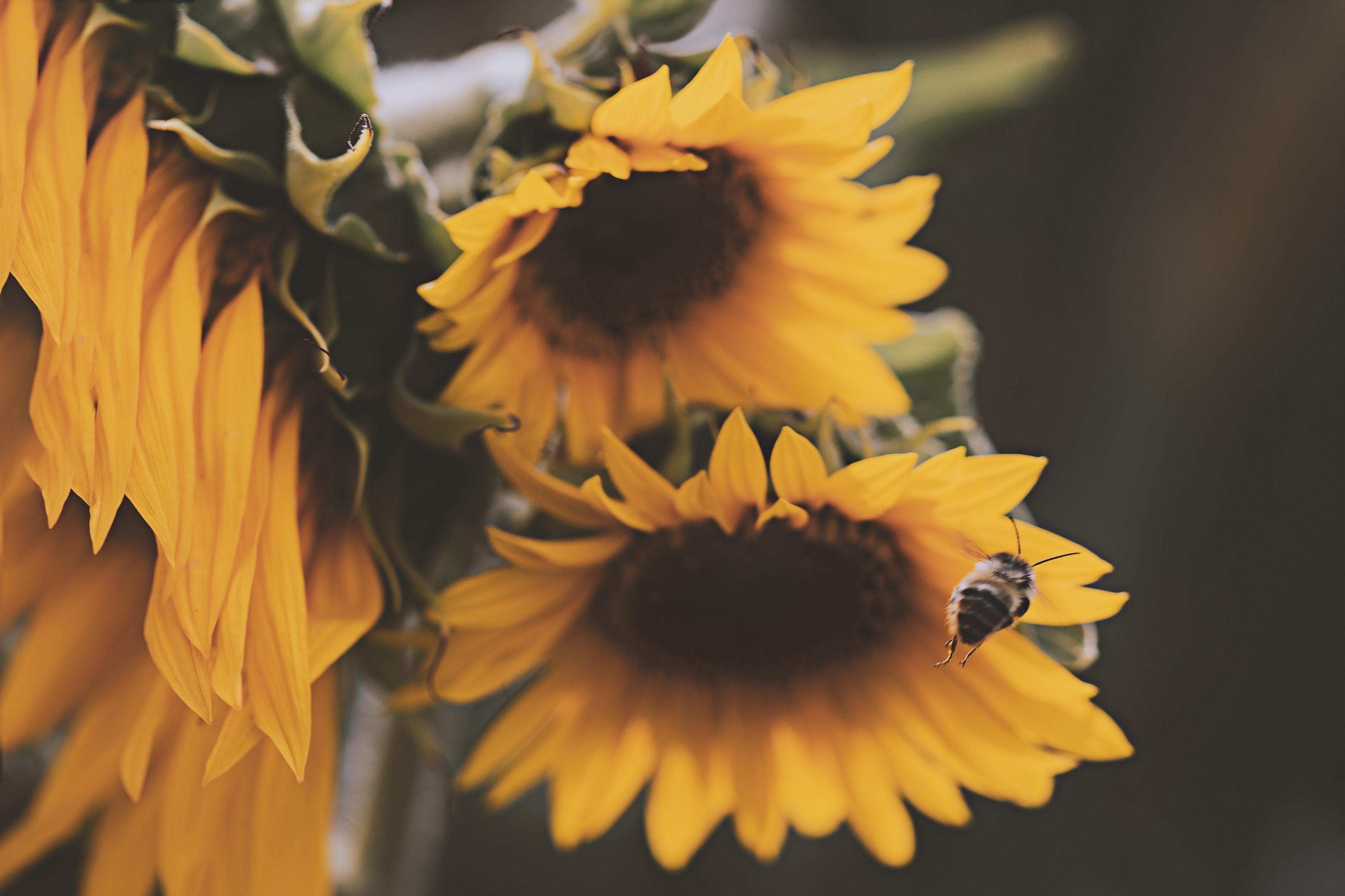 3648x2432 Honey Bee About to Perch on Yellow Sunflower · Free