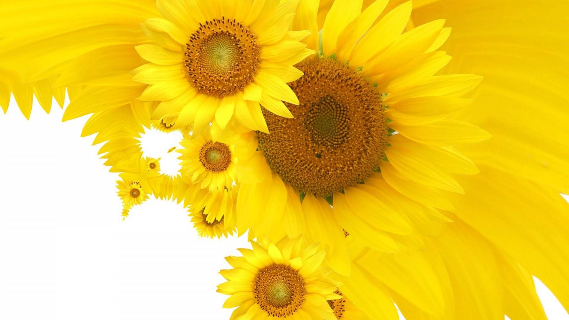 1920x1080 Yellow Sunflower Wallpaper All Flowers Send Flowers Comments :