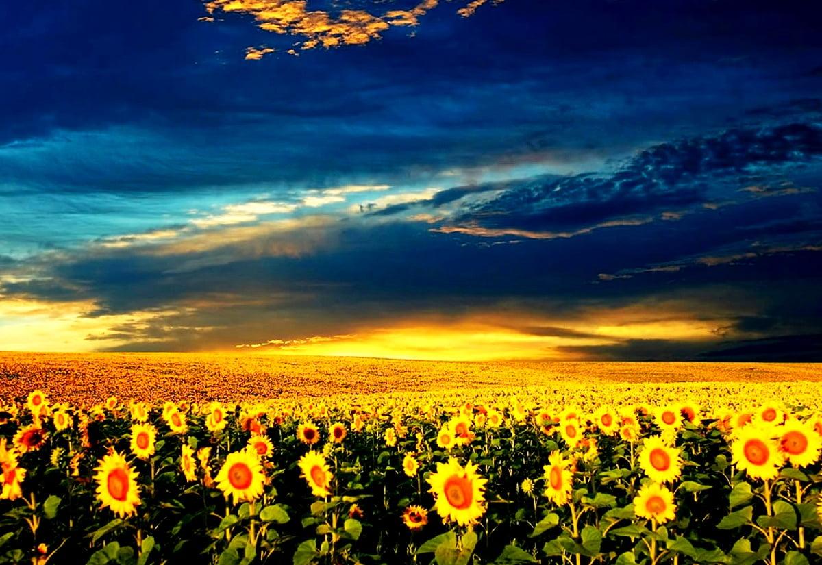 1200x825 Flowers, Nature, Sunflower wallpaper. Best Free picture
