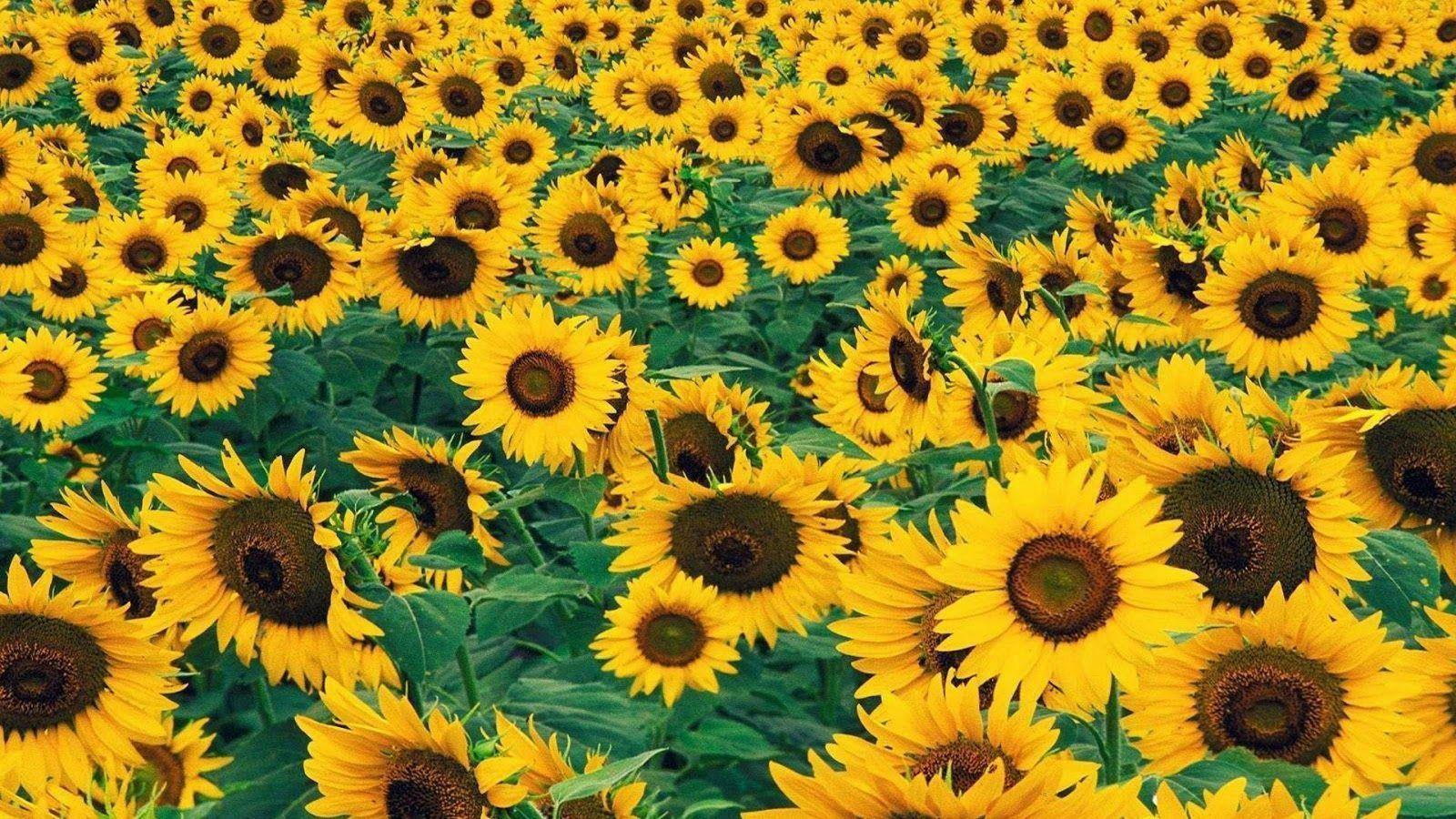 1600x900 Sunflower wallpaper [DOWNLOAD FREE]