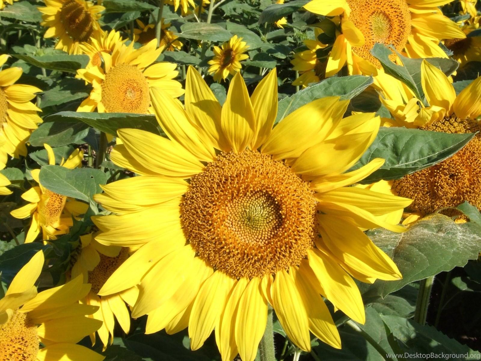 1600x1200 Yellow Sunflower Wallpaper And Image Wallpaper, Picture, Photo Desktop Background