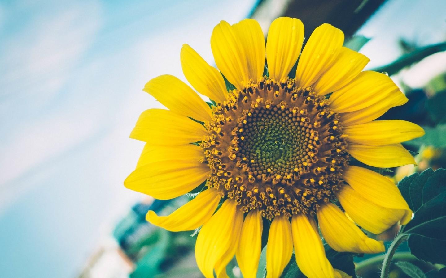 1440x900 Sunflower, Close Up, Yellow Wallpaper For Chromebook HD Wallpaper