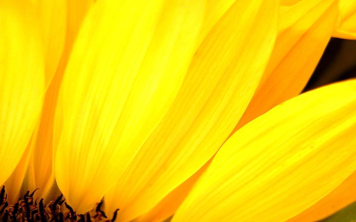 1200x750 Sunflower, Flowers, Yellow wallpaper HD. TOP Free wallpaper