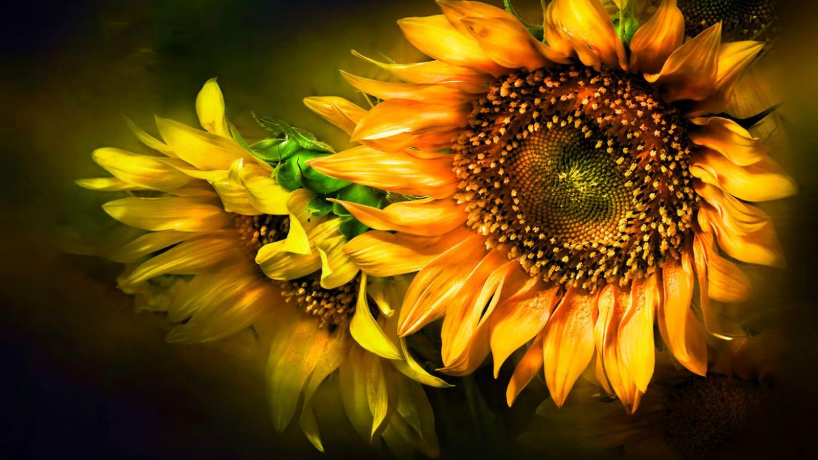1600x900 Free Sunflower Wallpaper Desktop HD Wallpaper