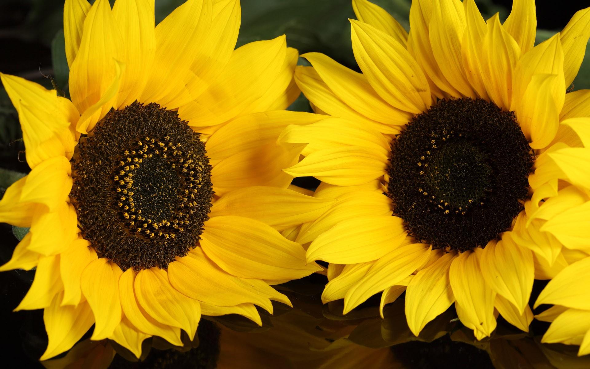 1920x1200 Yellow Sunflowers wallpaper. Yellow Sunflowers