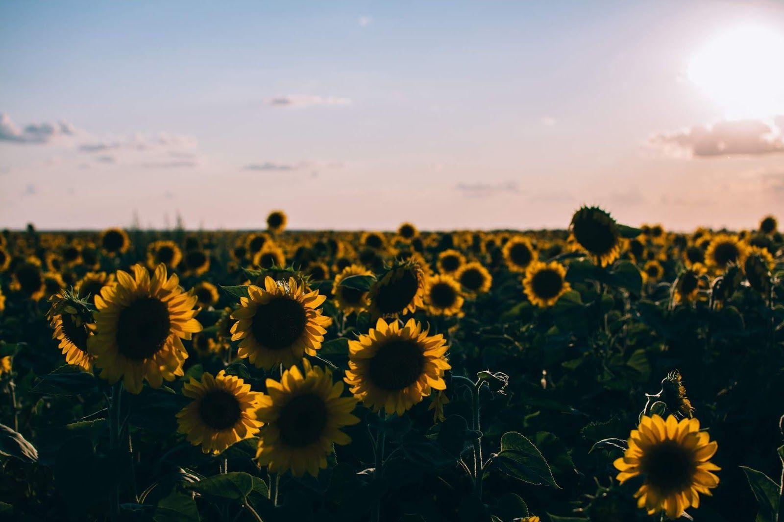 1600x1066 √ Sunflower Laptop Wallpaper