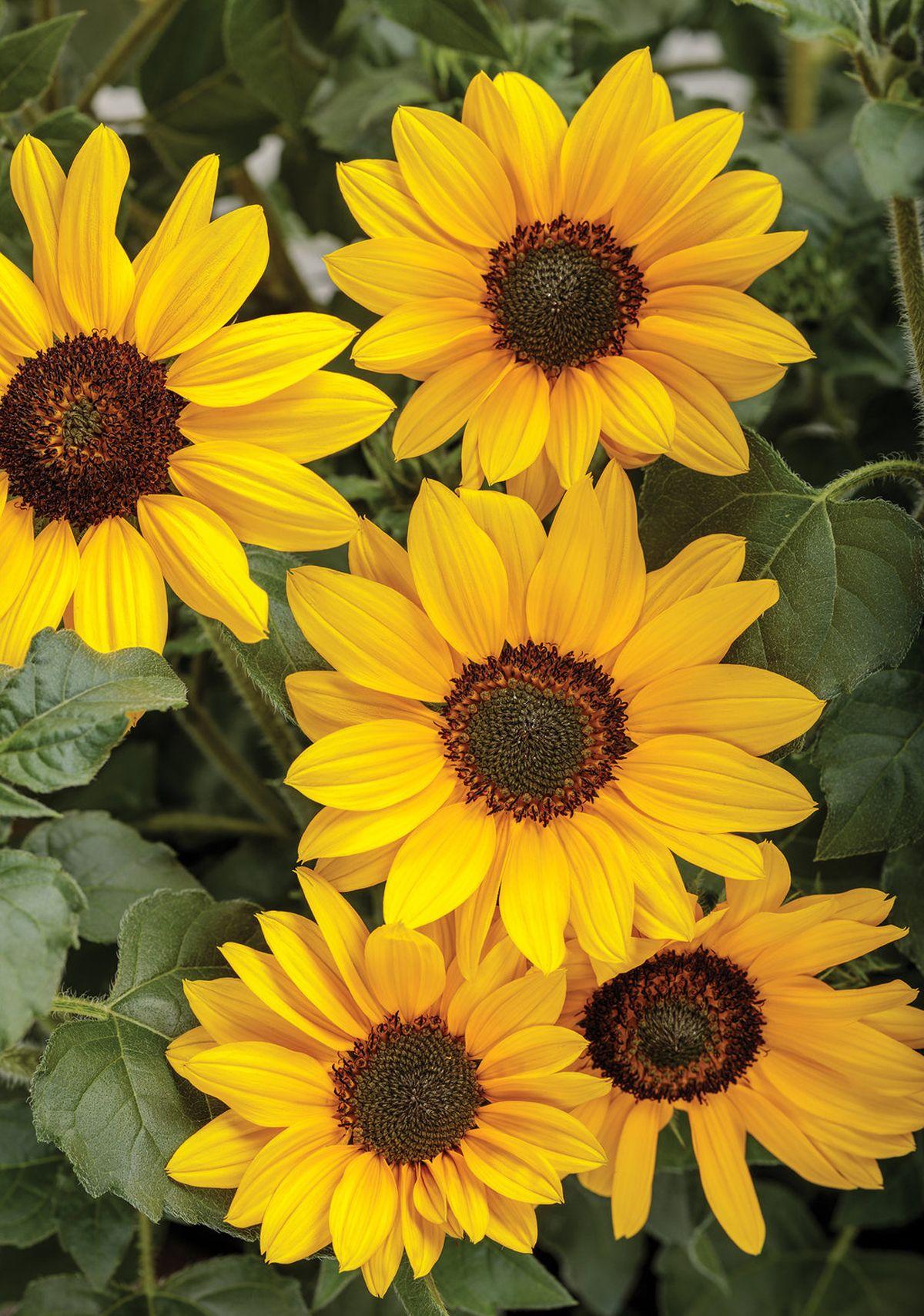 1200x1709 Background Sunflower Wallpaper