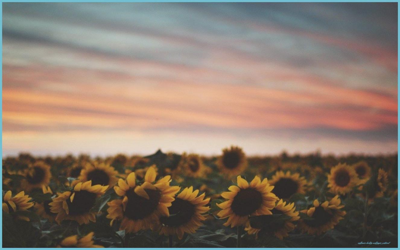 1326x829 Ways Sunflower Desktop Wallpaper Pinterest Can Improve Your Business. Sunflower Desktop Wallpaper Pinterest