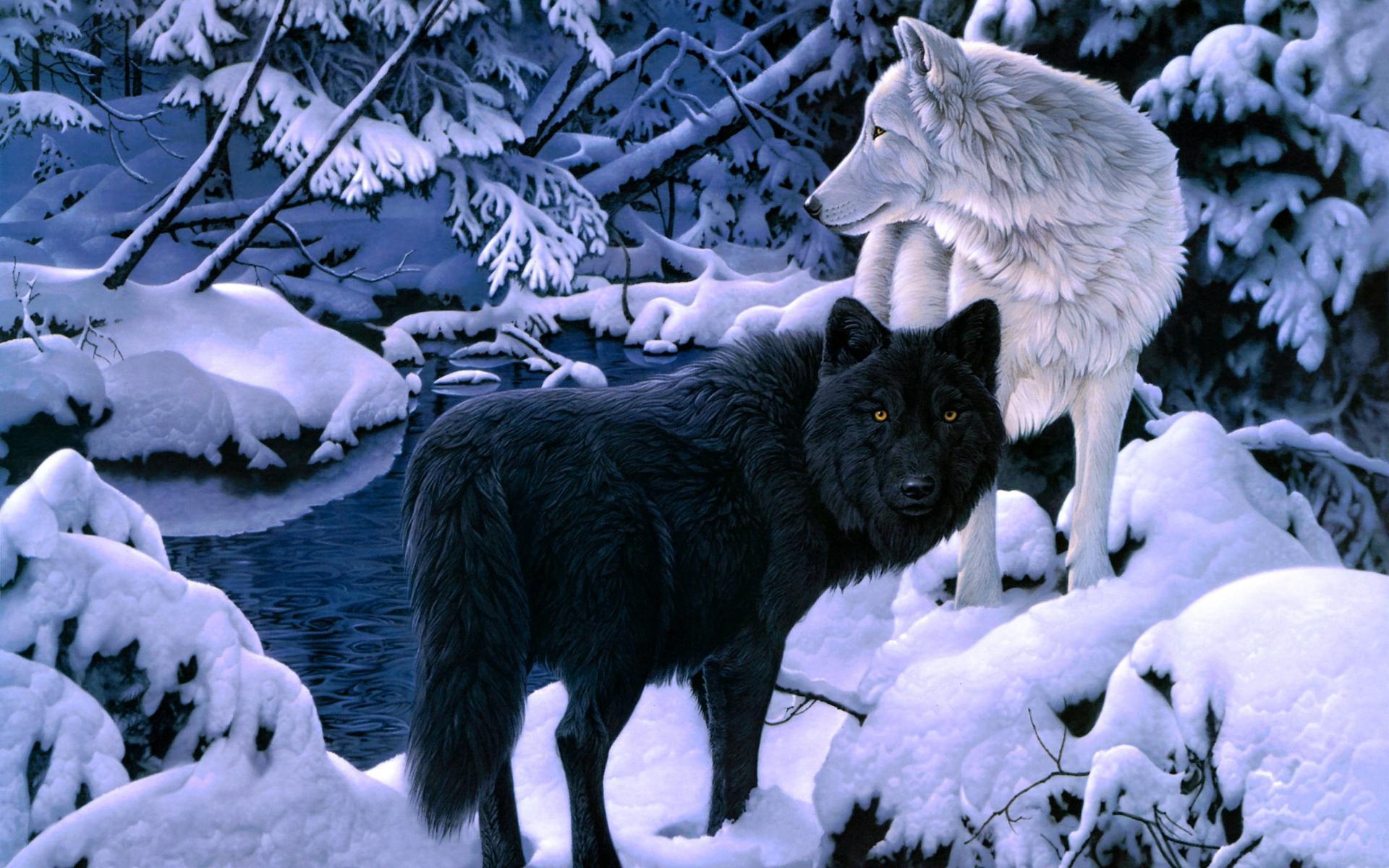 1920x1200 Free download Wolf Wallpaper And Background HD 18182 Wallpaper HD [1920x1200] for your Desktop, Mobile & Tablet. Explore Wolves Background. Wolves Background, Wolves Wallpaper, Wolves Wallpaper