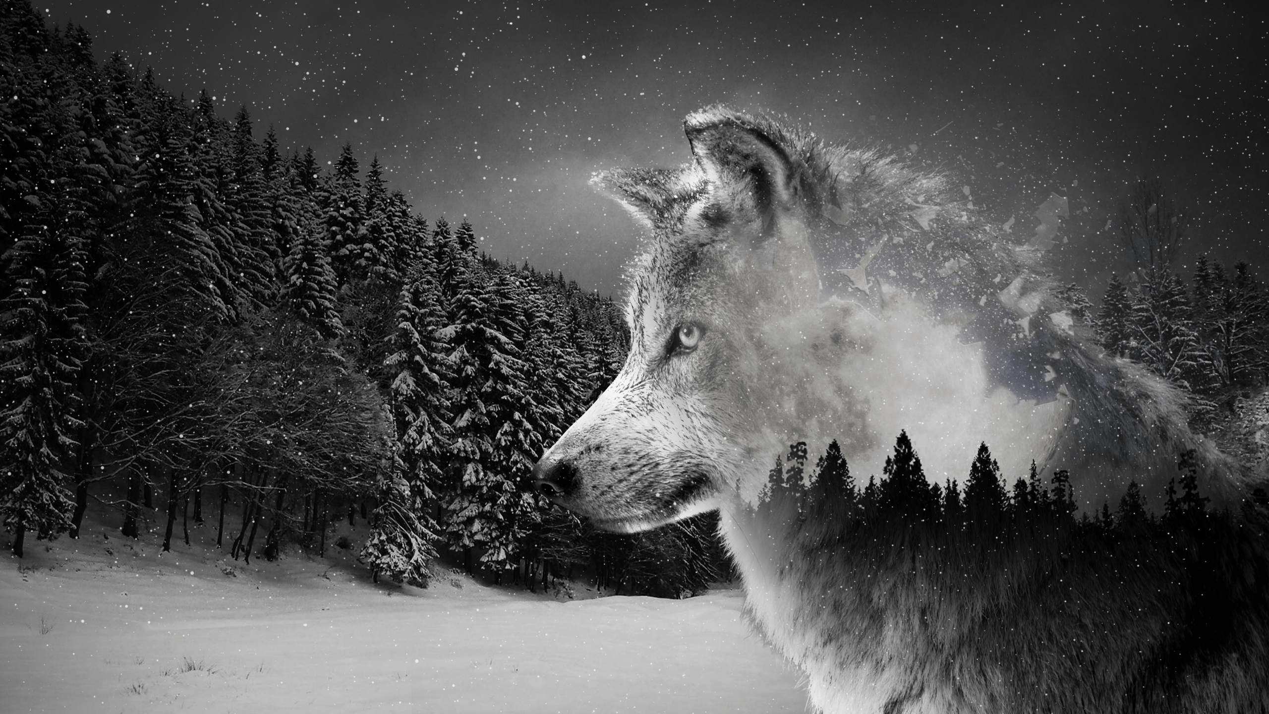2560x1440 Cool Wolf Desktop Background