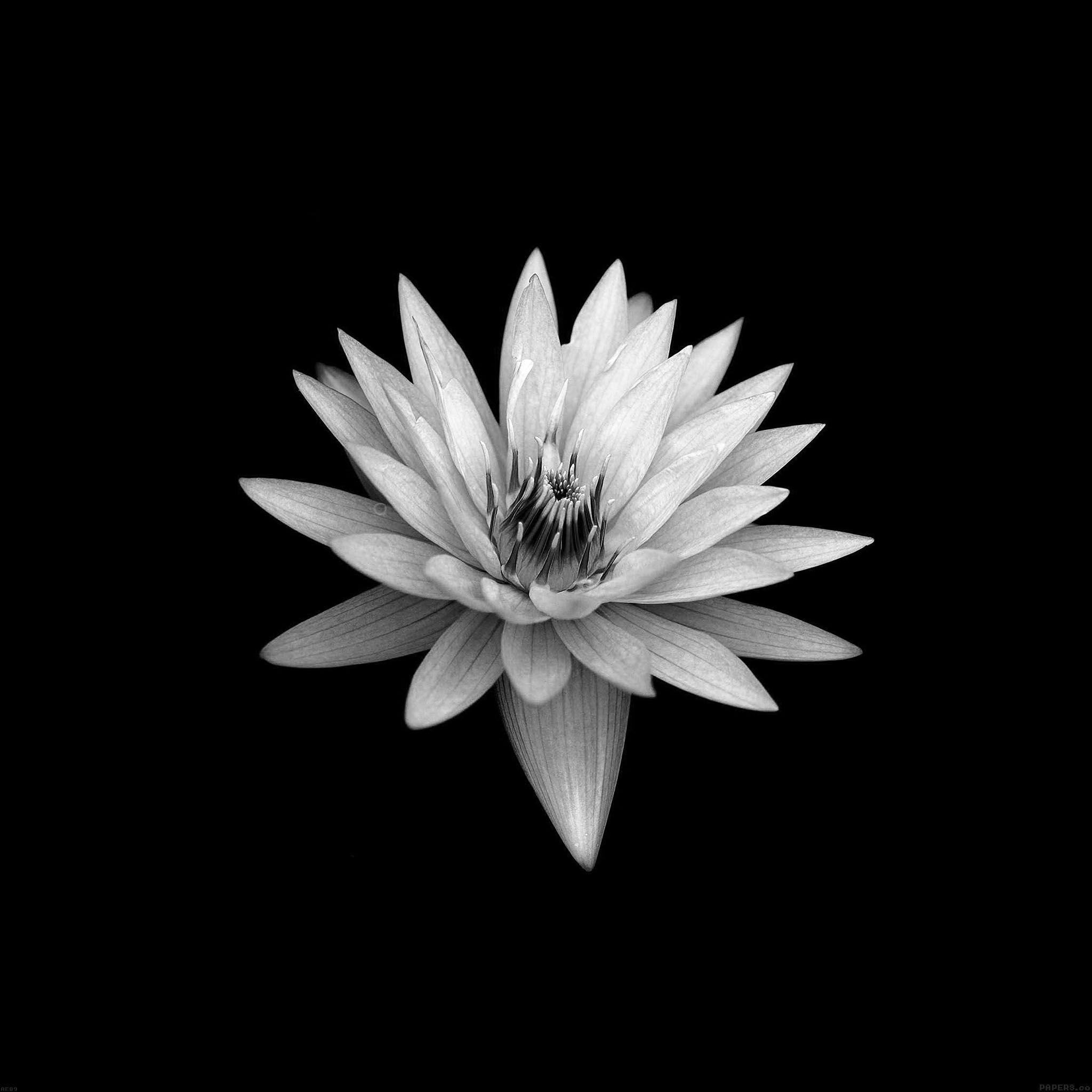 2048x2048 Dark Flower Black Xperia Z Background