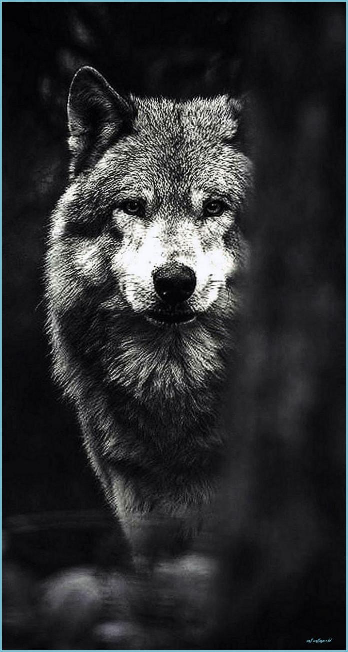 4K Ultra HD iPhone Wolf Wallpapers - Top Free 4K Ultra HD iPhone Wolf