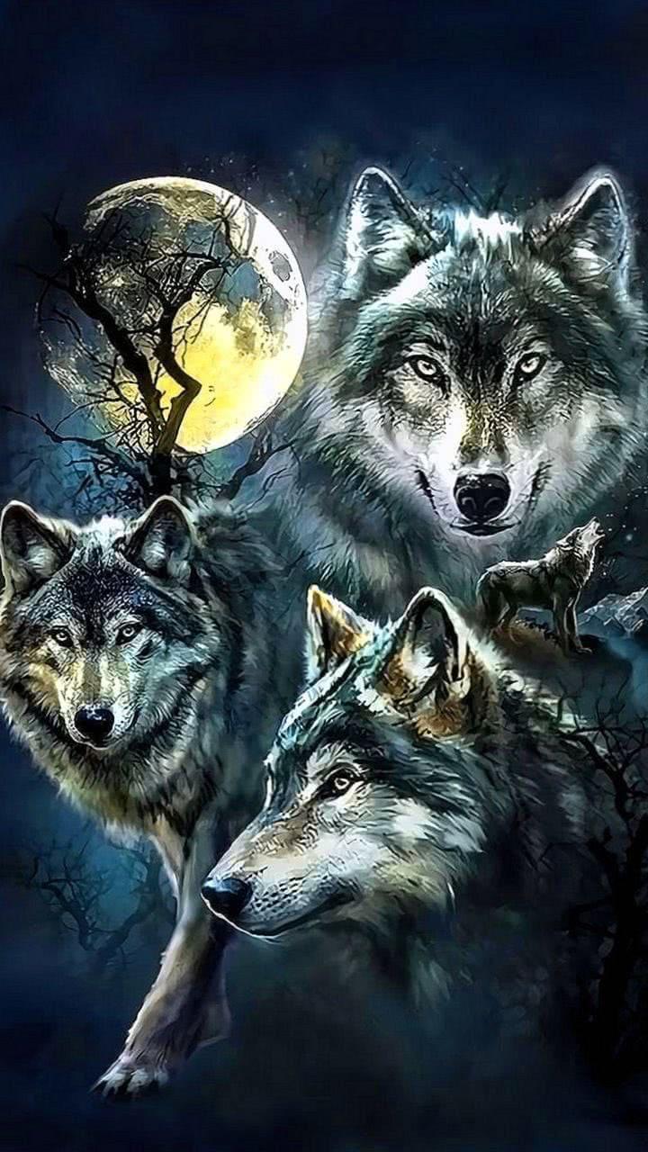 720x1280 Wallpaper For IPhone 7 Wolf Wallpaper.pro