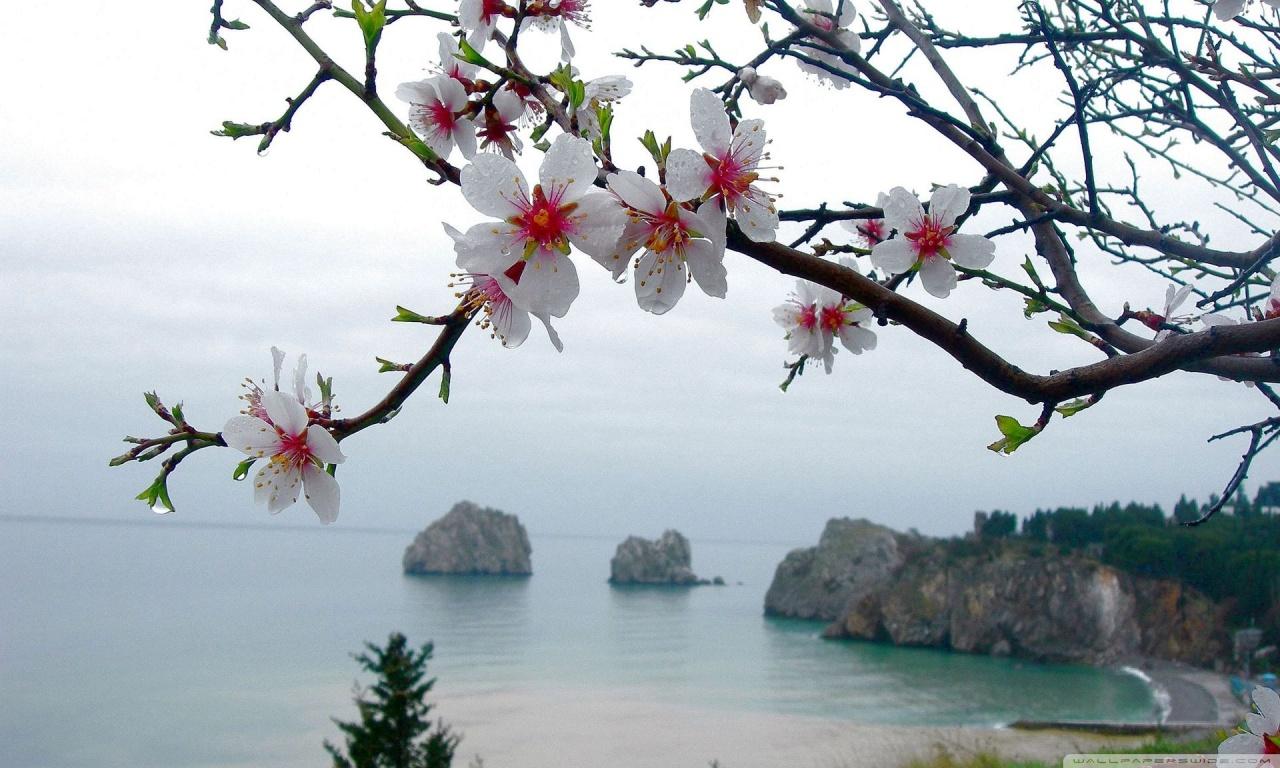 1280x768 Spring Season Wallpaper Desktop HD