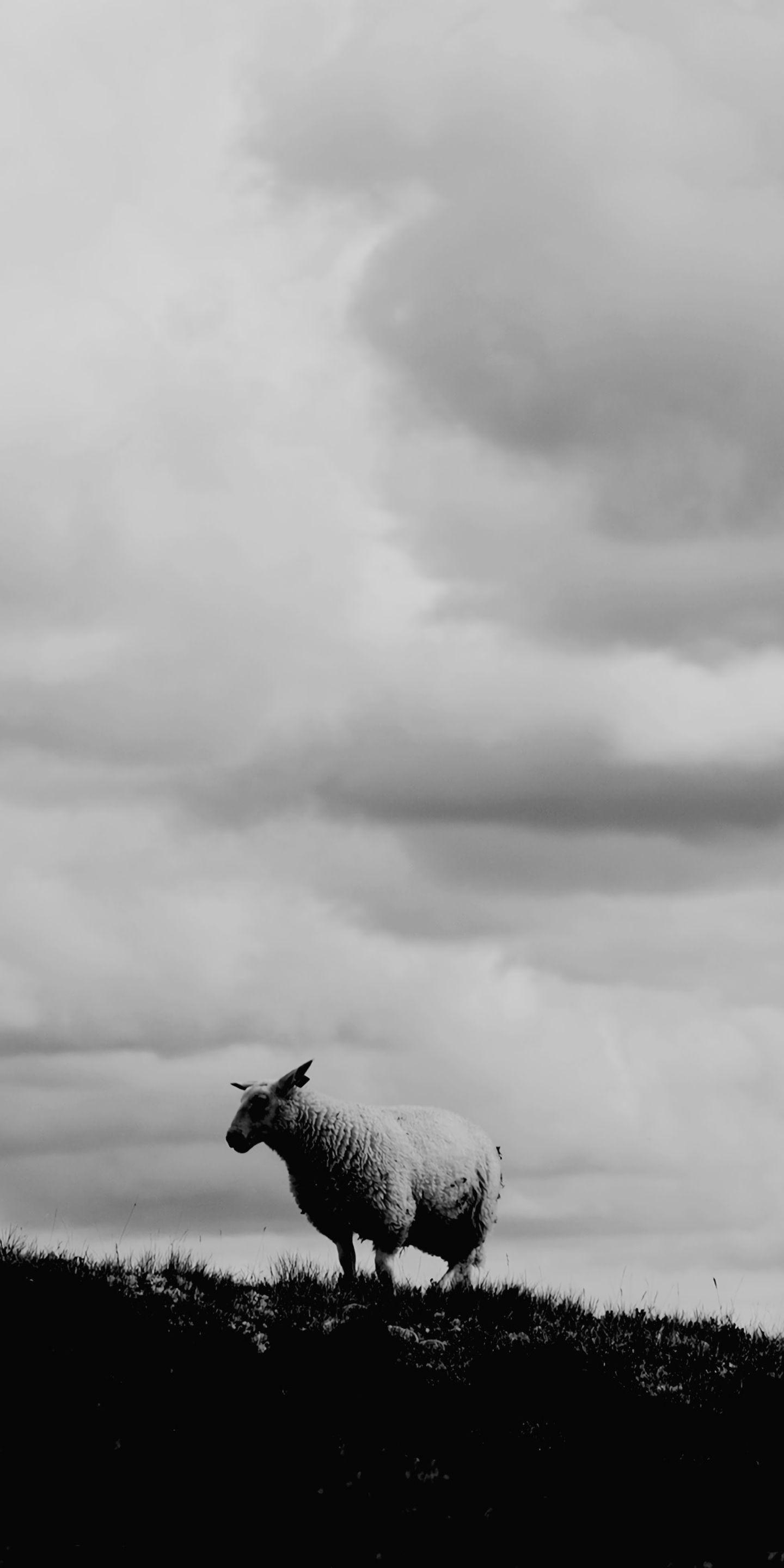 1440x2880 of the most popular Galaxy S8 wallpaper