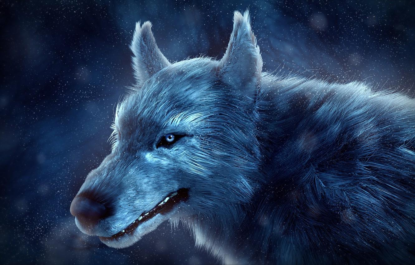 Midnight Wolf Wallpapers - Top Free Midnight Wolf Backgrounds ...