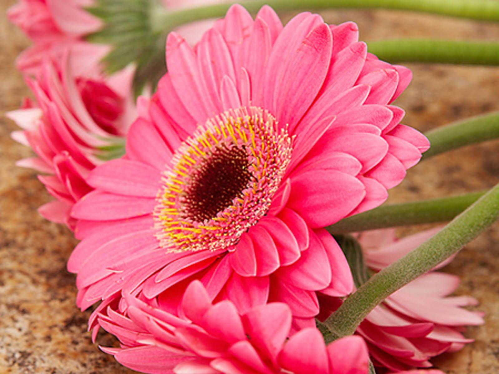 Pink Daisy Flower Wallpapers Top Free Pink Daisy Flower Backgrounds Wallpaperaccess