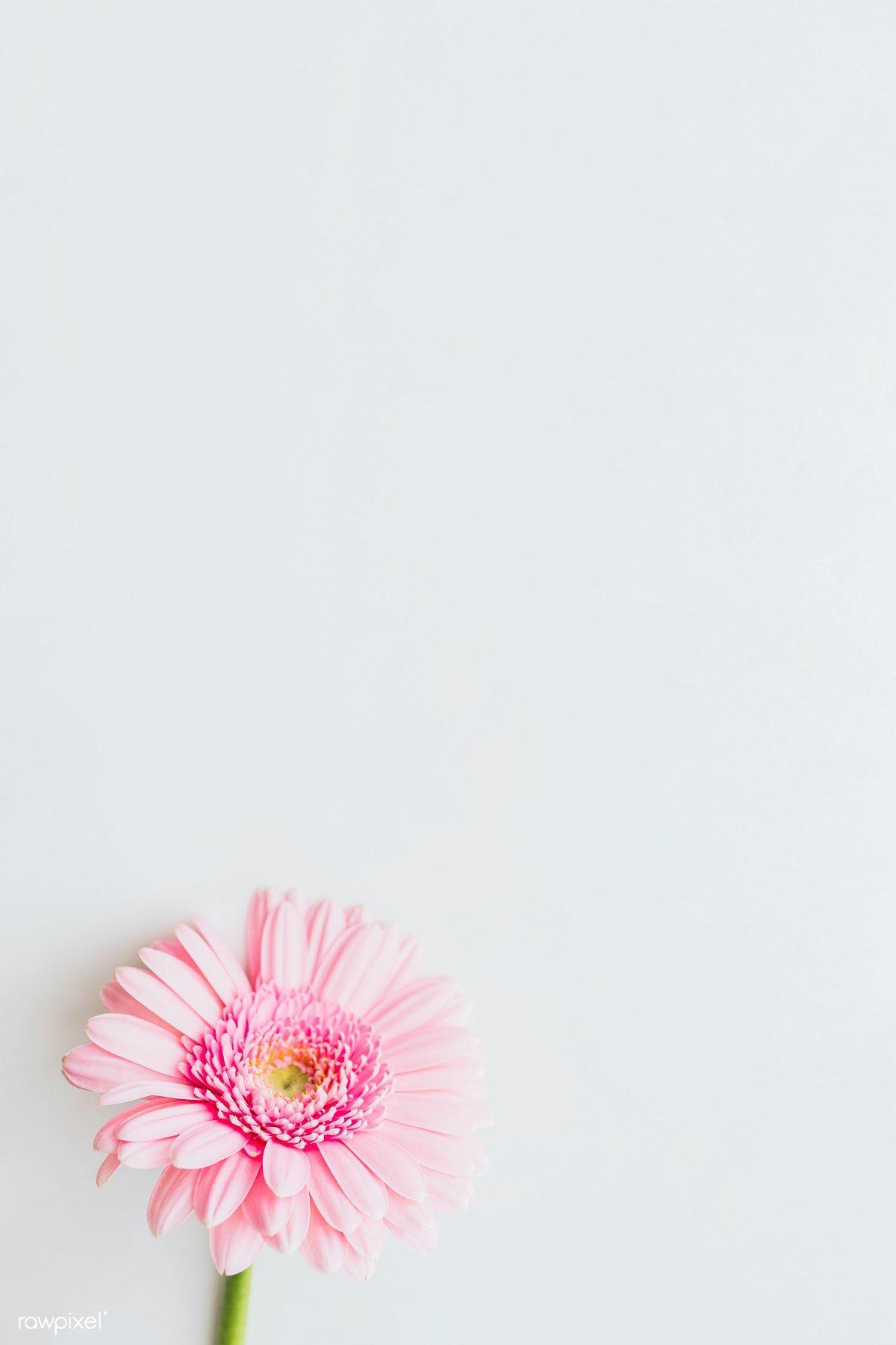1200x1800 Single light pink Gerbera daisy flower on gray background. free image by rawpixel.com / Karolina / Kaboo. Flower background iphone, Daisy wallpaper, Pink gerbera
